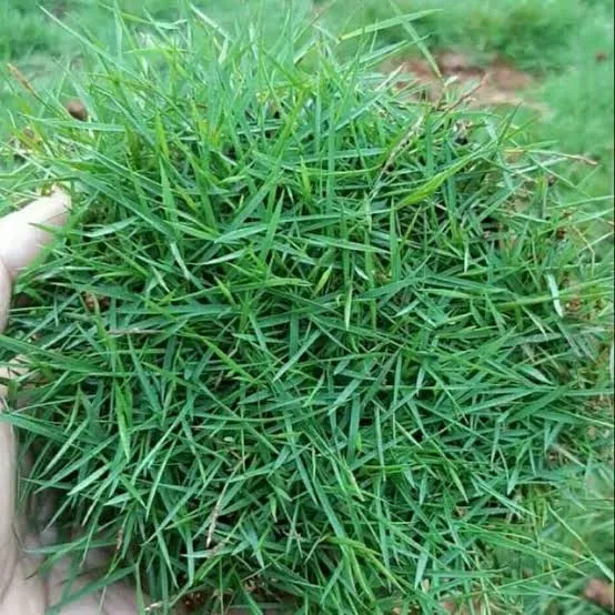 Jual Rumput Jepang Berkualitas & Harga Bersaing – WarungTanaman.com